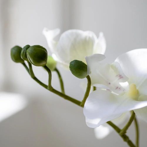 Orchid White