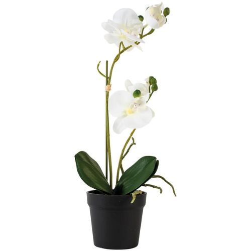 Orchid White