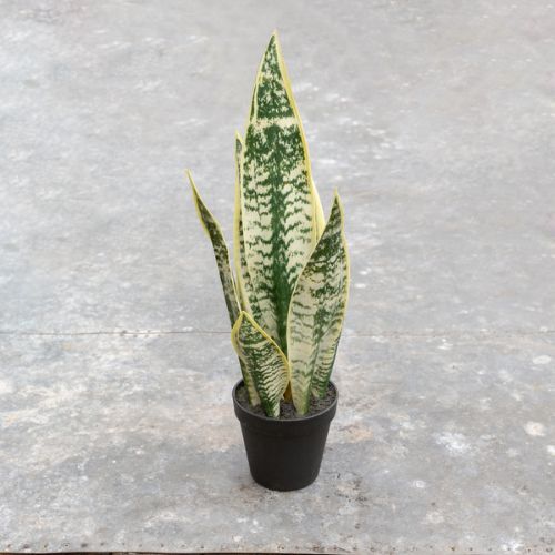 Snake Plant