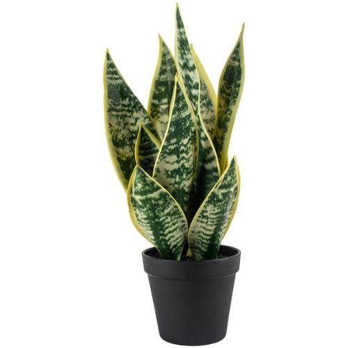 Snake Plant